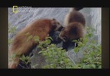 Сцена из фильма National Geographic: Неуловимая росомаха / Phantom wolverine (2010) Неуловимая росомаха сцена 6