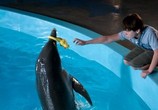 Сцена из фильма История дельфина / Dolphin Tale (2011) История дельфина сцена 3