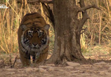 Сцена из фильма Тигр в бегах / Tiger On The Run (2015) 