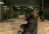 ТВ Американские шимпанзе: Шимпанзе в неволе / American chimpanzee: Chimps in captivity (2017) - cцена 3