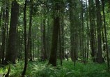 Сцена из фильма Лес призраков / The Forest (2016) 