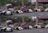Сцена из фильма Панды: Путешествие домой / Pandas: The Journey Home (2014) Панды: Путешествие домой сцена 16