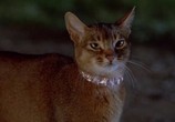 Фильм Кот из космоса / The Cat from Outer Space (1978) - cцена 1