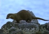 Сцена из фильма BBC: Наедине с природой: Правда о выдрах / BBC: Otters the truth (2004) BBC: Наедине с природой: Правда о выдрах сцена 8