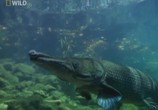 Сцена из фильма National Geographic : Рыбы-чудовища . Аллигаторова щука / Monster fish. Alligator gar (2010) 
