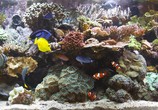 ТВ Bluscenes: Аквариум с Коралловым Рифом / Coral Reef Aquarium (2009) - cцена 3