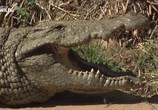 Сцена из фильма National Geographic: Секреты крокодила / National Geographic: Croc Inside Out (2015) National Geographic: Секреты крокодила сцена 7