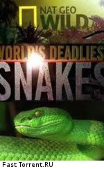 National Geographic: Самые опасные змеи в мире