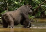 Сцена из фильма Дикая река Конго / Wild Congo (2017) Дикая река Конго сцена 4