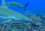 Сцена из фильма Акулы 3D / Sharks 3D (2005) Акулы 3D сцена 2