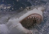 Фильм Акулы 3: Мегалодон / Shark Attack 3: Megalodon (2002) - cцена 1