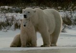 ТВ BBC: Живой мир (Мир природы): Полярные медведи и гризли / The Natural World. Polar bears & grizzlies - bears on top of the world (2007) - cцена 6
