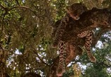 Сцена из фильма BBC Жизнь животных: Леопард / BBC The Wildlife Specials: Leopard (1999) BBC Жизнь животных: Леопард сцена 1