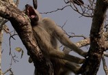 Сцена из фильма BBC.Тайная жизнь приматов / BBC. The Secret Life of Primates (2009) 