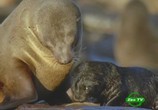 ТВ BBC: Мир природы. Мамы и детеныши / BBC: The Natural World. Wild Mothers and Babies (2009) - cцена 3