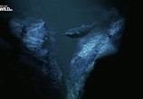 Сцена из фильма Глубоководные киты / Whales of the deep (2017) Глубоководные киты сцена 1