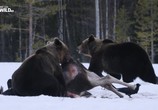 Сцена из фильма Волк против медведя / Wolf vs. Bear (2018) Волк против медведя сцена 1