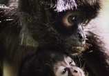 Сцена из фильма Возвращение паукообразных обезьян / Return of the spidermonkeys (2016) Возвращение паукообразных обезьян сцена 1