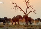 Сцена из фильма Слон: Король Калахари / Elephant. King of the Kalahari (2016) Слон: Король Калахари сцена 3