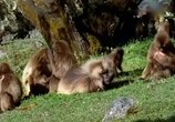 ТВ BBC: Наедине с природой: Обезьяна гелада - битва храброго сердца / BBC: Gelada baboons (2004) - cцена 2