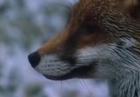 ТВ BBC: Наедине с природой: Сказка о большом злом лисе / BBC: The Tale of the Big Bad Fox (2004) - cцена 2