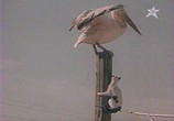 Сцена из фильма Слепая птица (1965) Слепая птица сцена 2