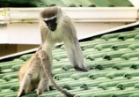 ТВ National Geographic: Обезьяны в городе! / National Geographic: Street Monkeys! (2008) - cцена 1