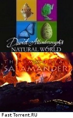 BBC: Наедине с природой: Бессмертная саламандра