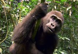 ТВ Тайна горилл / Mystery Gorilla (2009) - cцена 1