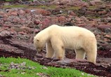 Сцена из фильма Полярные медведи / Polar Bears: A Summer Odyssey (2012) Полярные медведи сцена 4