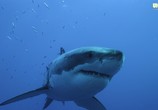 Сцена из фильма BBC: Вся правда об акулах / Shark (2015) BBC: Вся правда об акулах сцена 2