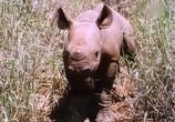 ТВ BBC: Наедине с природой: Последние из носорогов / Last of the Rhinos (2004) - cцена 6