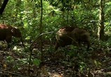 Сцена из фильма BBC: Живой мир. Тропический рай Борнео / BBC: Expedition Borneo (2007) BBC: Живой мир. Тропический рай Борнео сцена 1