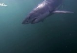 Сцена из фильма Когда акулы нападают / When sharks attack (2017) Когда акулы нападают сцена 5