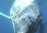 Сцена из фильма Дельфины и киты / Dolphins and Whales 3D: Tribes of the Ocean (2008) Дельфины и киты сцена 3