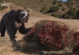 ТВ National Geographic: Доисторические хищники. Короткомордый медведь / Prehistoric Predators: Short-Faced Bear (2009) - cцена 6