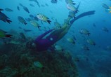 ТВ Фридайвинг на Большом Барьерном рифе / Ultimate Freedive: The Great Barrier Reef (2016) - cцена 9