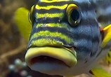 ТВ BBC: Наедине с природой: Жизнь рифа / BBC: Reef Wise (2004) - cцена 1