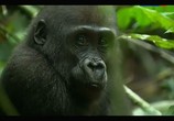 Сцена из фильма Жизнь по законам джунглей. Камерун / The Last Hunters in Cameroon (2013) Жизнь по законам джунглей. Камерун сцена 3