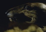 Сцена из фильма BBC: Прогулки с динозаврами / Walking with Dinоsaurs (1999) BBC: Прогулки с динозаврами сцена 4