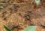 ТВ BBC: Наедине с природой: В осаде-война термитов / The besieged War of the Termites (2004) - cцена 4