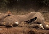 ТВ Тайны жизни слoнов / The Secret life of Elephants (2010) - cцена 2