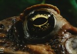 Сцена из фильма Тростниковые жабы: Оккупация / Cane Toads: The Conquest (2010) Тростниковые жабы: Оккупация сцена 1