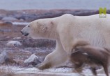 Сцена из фильма Город полярных медведей / Polar bear town (2015) Город полярных медведей сцена 1