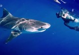 Сцена из фильма Самая большая в мире белая акула / World's Bigget Great White? (2019) Самая большая в мире белая акула сцена 2