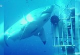 Сцена из фильма Самая большая в мире белая акула / World's Bigget Great White? (2019) Самая большая в мире белая акула сцена 5