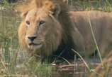 Сцена из фильма Львы: как братья стали королями / Lion Brothers: Cubs To Kings (2019) Львы: как братья стали королями сцена 6