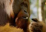 ТВ Обезьяны - Удивительное семейство животных / Monkeys – An Amazing Animal Family (2016) - cцена 6