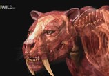 Сцена из фильма National Geographic: Доисторические хищники: Саблезубый Тигр / Prehistoric Predators: Saber Tooth Cat (2009) National Geographic: Доисторические хищники: Саблезубый Тигр сцена 7