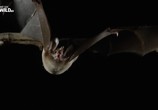 Сцена из фильма Гигантские плотоядные летучие мыши / Giant Carnivorous Bats (2017) Гигантские плотоядные летучие мыши сцена 1